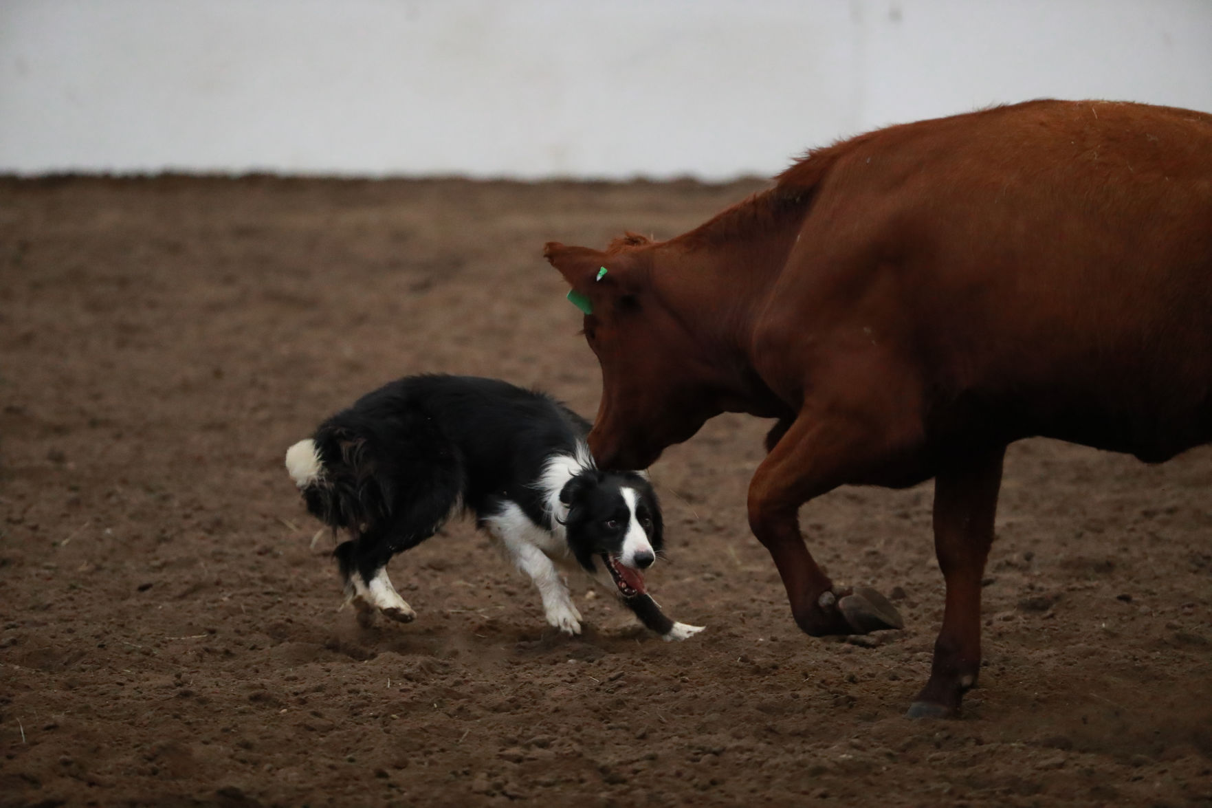 082819_StateFair0028_bjs.jpg